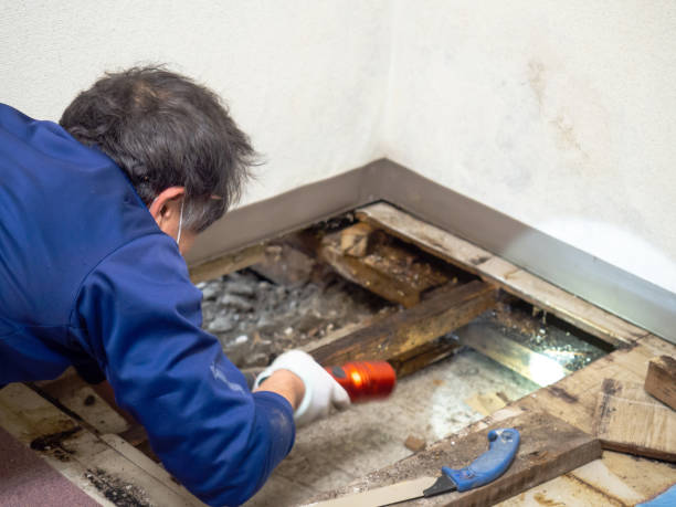 Attic Mold Removal in Vian, OK