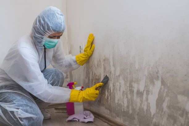 Office Mold Removal Services in Vian, OK