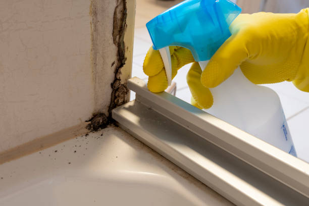 Best Black Mold Removal  in Vian, OK