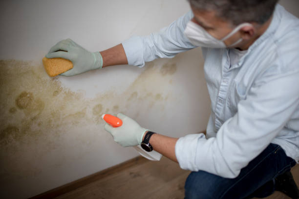 Best Office Mold Removal Services  in Vian, OK