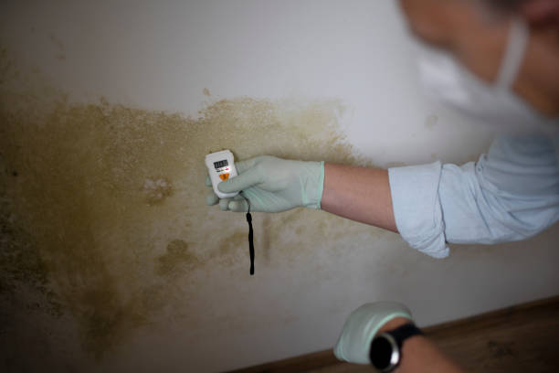 Best Office Mold Removal Services  in Vian, OK