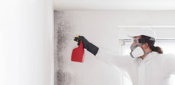 Best Home Mold Removal  in Vian, OK