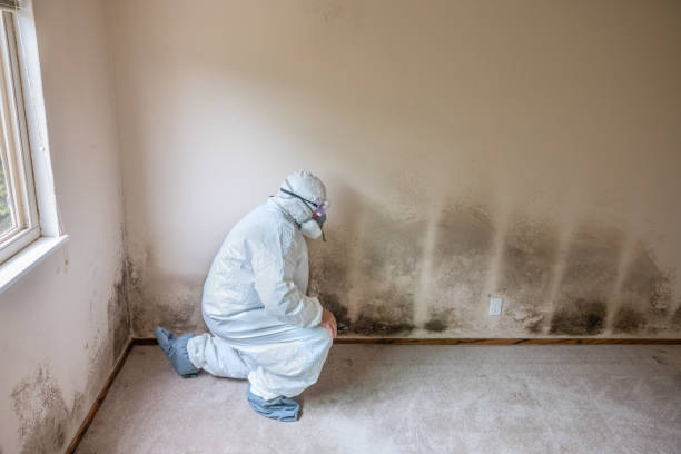 Best Mold Removal Company Near Me  in Vian, OK