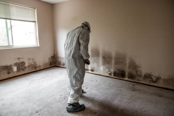 Home Mold Removal in Vian, OK